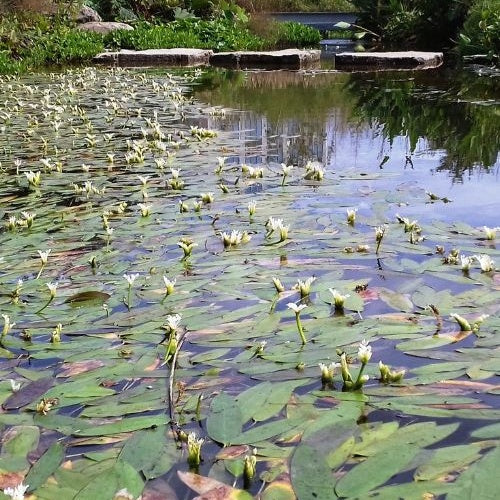 Aponogeton distachyos - Vanille d'eau - Plantes de bassins