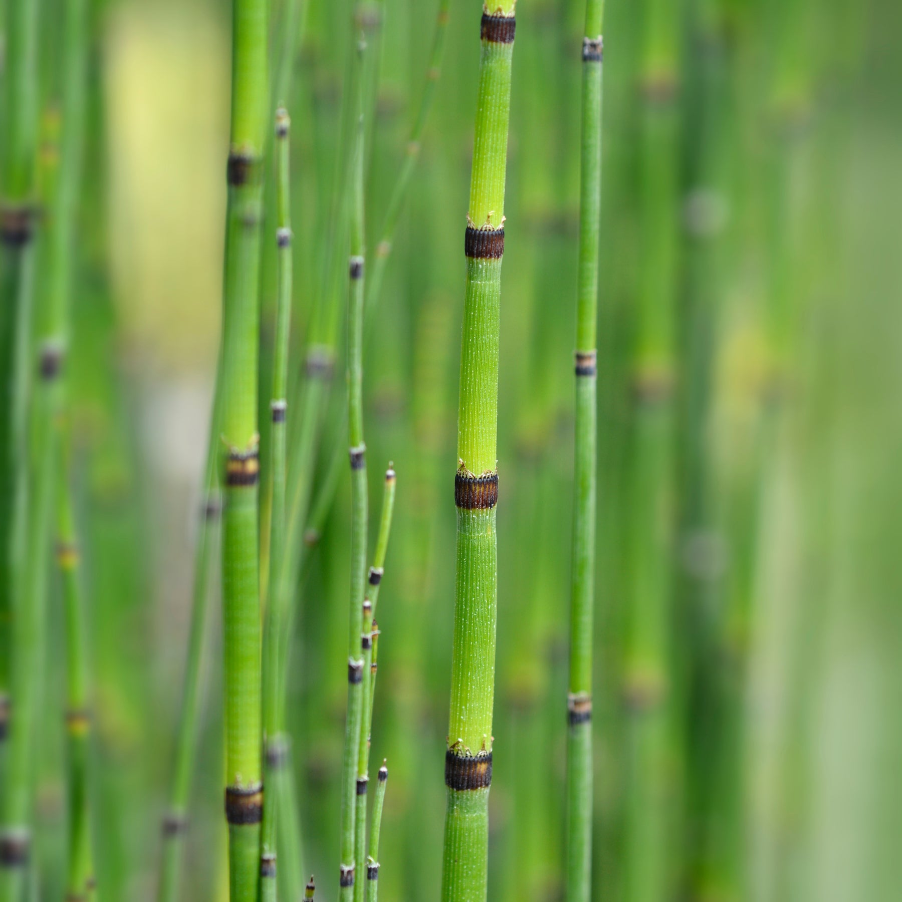Prêle japonaise - Equisetum japonicum - Willemse
