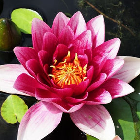 Vente Nénuphar Attraction