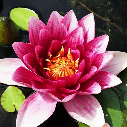 Vente Nénuphar Attraction