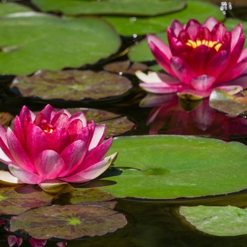 Vente Nénuphar Attraction - Nymphaea 'Attraction'