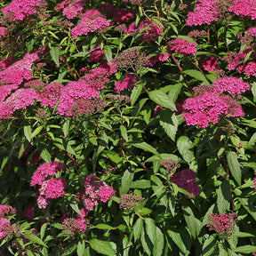 Spirée du Japon Anthony Waterer - Spiraea japonica Anthony Waterer - Willemse