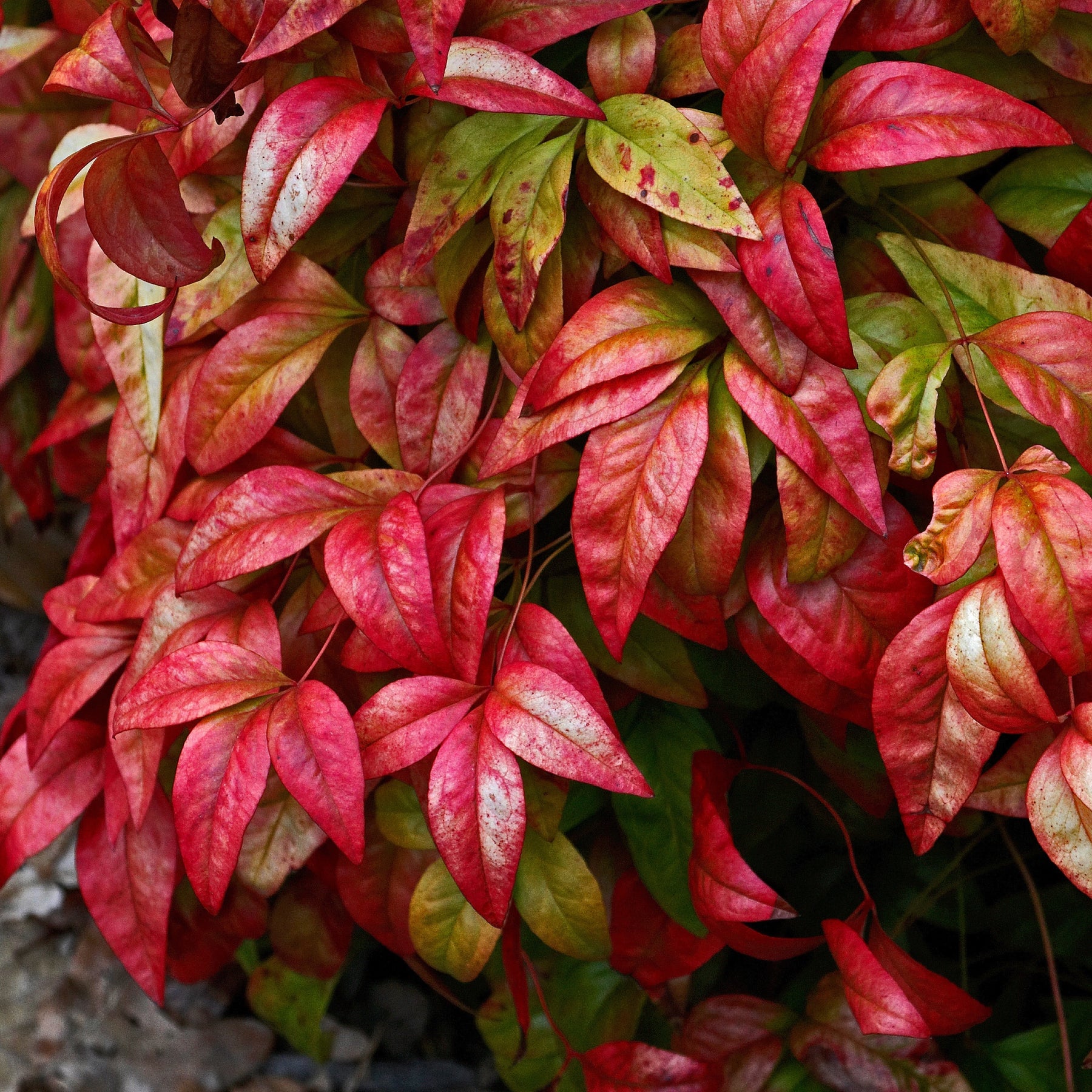 Bambou sacré rose Blush Pink ® - Nandina domestica Aka Blush Pink - Willemse