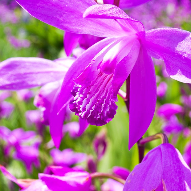 2 Orchidées Jacinthe - Bletilla striata - Willemse
