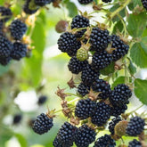Mûrier Black Satin - Willemse