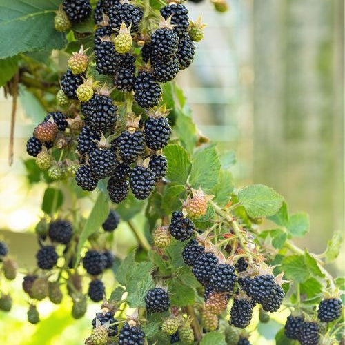 Mûrier Little Black Prince - Willemse