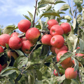 Pommier Elstar - Willemse