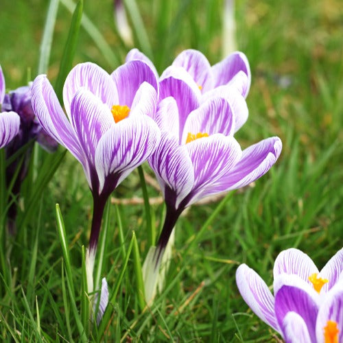 15 Crocus Pick Wick - Willemse