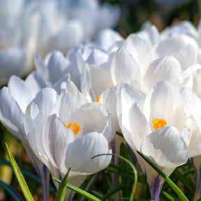 15 Crocus Jeanne d'Arc - Crocus vernus jeanne d'arc - Willemse