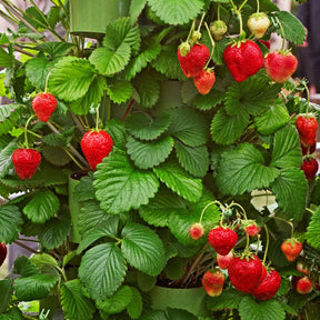 Fragaria maxim - 20 Fraisiers Maxim - Fraisiers