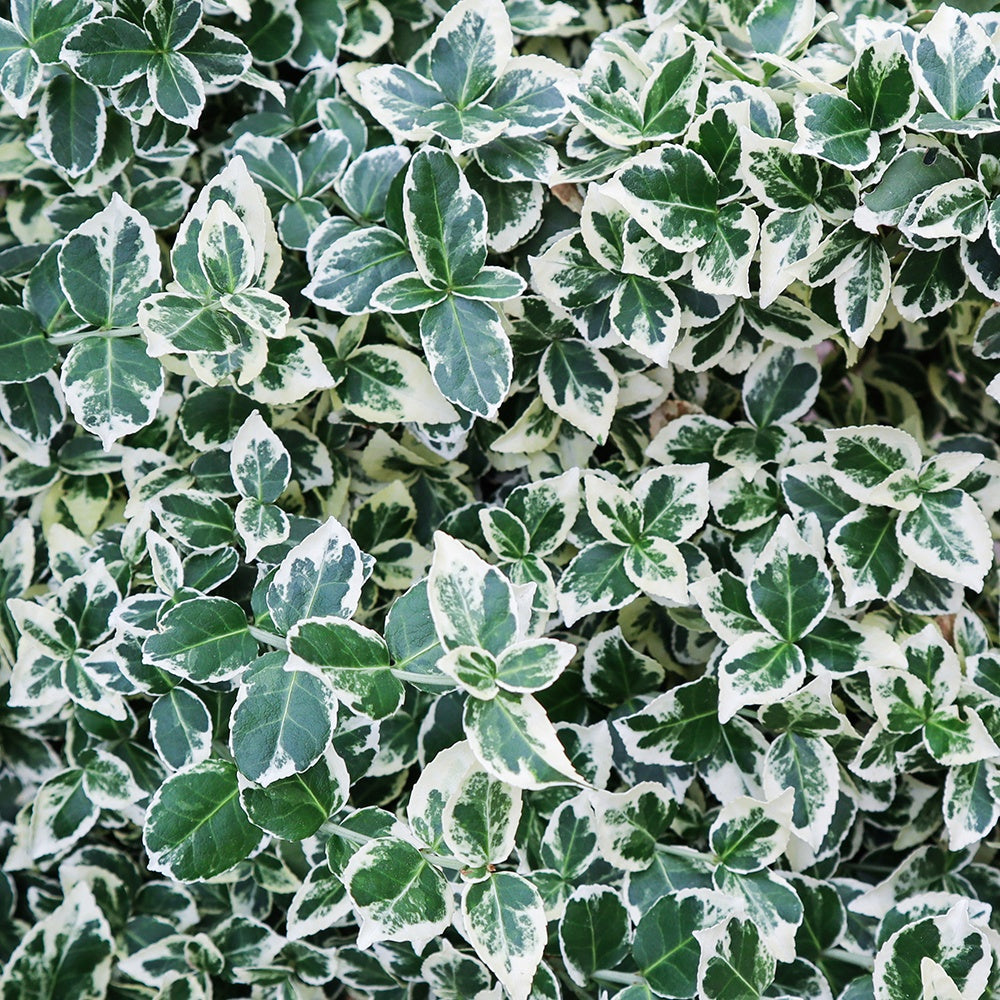 Fusain persistant Emerald Gaiety - Willemse