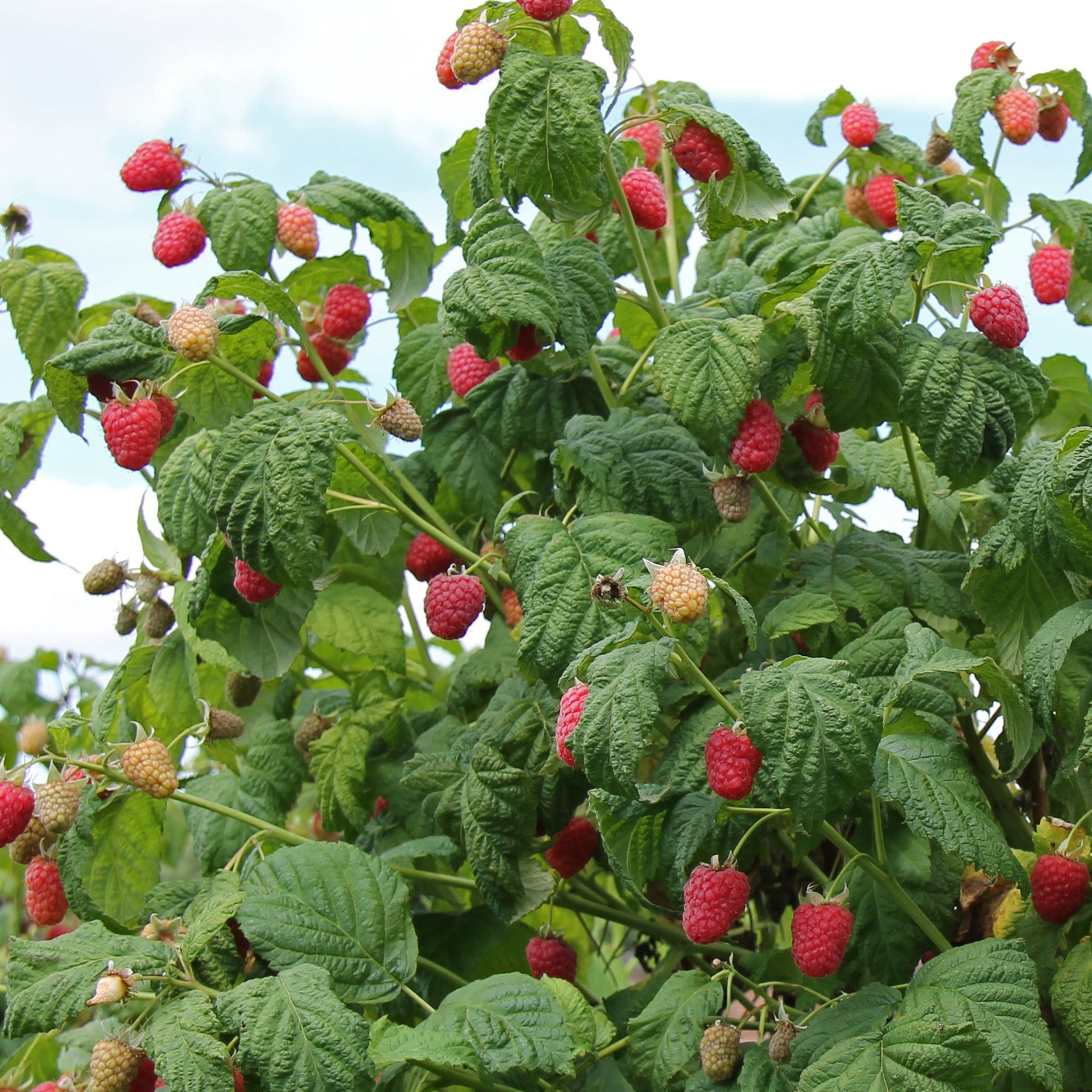 Framboisier 'Mailling Promise' - Rubus idaeus Malling Promise - Willemse