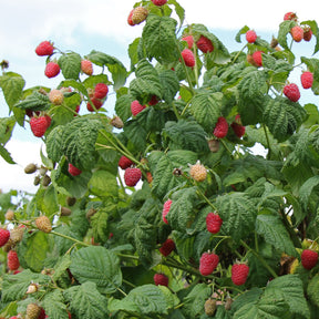 Framboisier 'Mailling Promise' - Rubus idaeus Malling Promise - Willemse