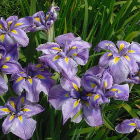 Iris du Japon - Willemse