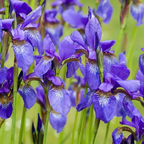 Plantes de berges - Iris de Sibérie - Iris sibirica