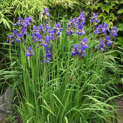 Iris sibirica - Iris de Sibérie - Plantes de berges