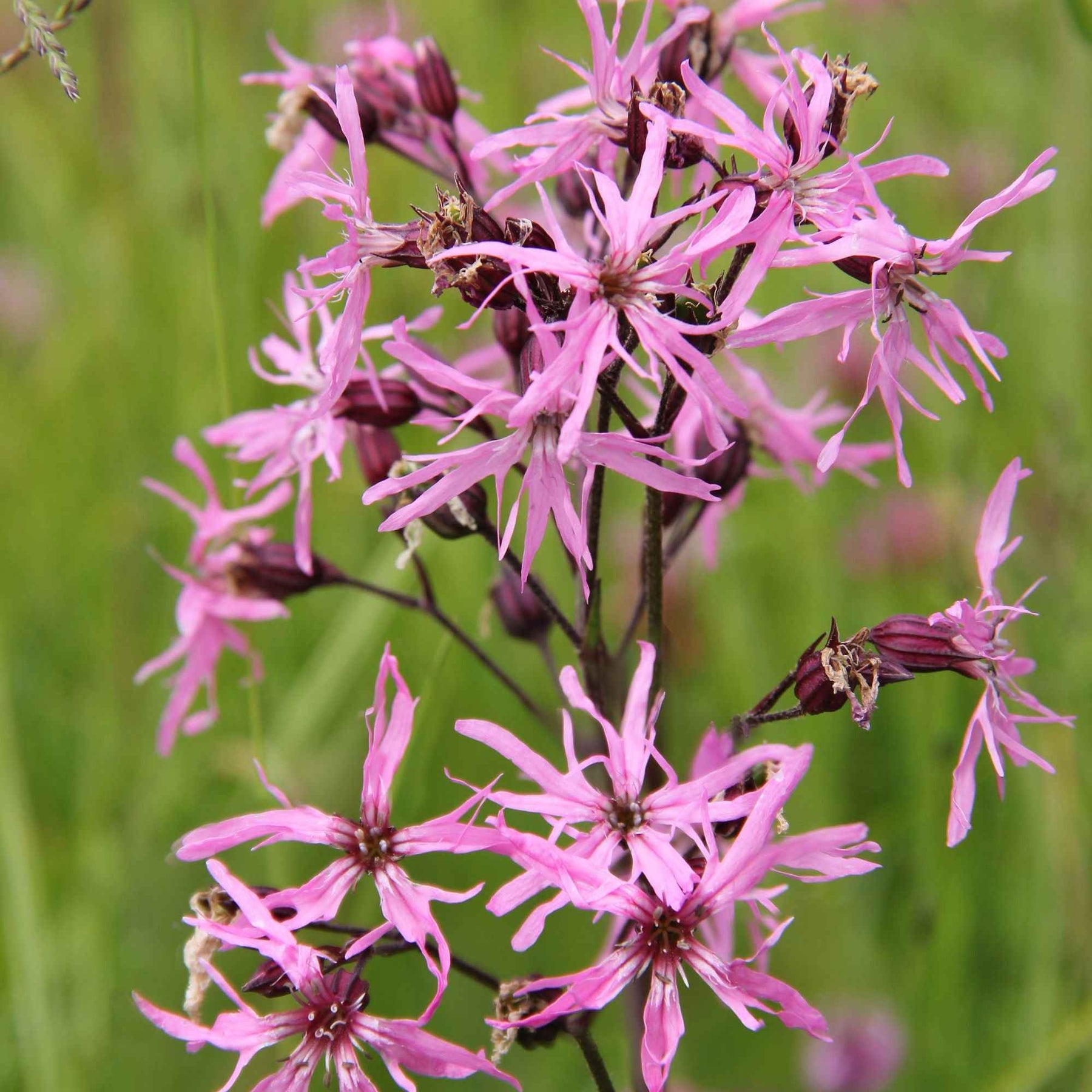 3 Lychnis flos-cuculi - Œillets des près - Willemse