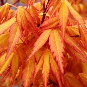 Erable du Japon - Erable du Japon Katsura - Acer palmatum katsura