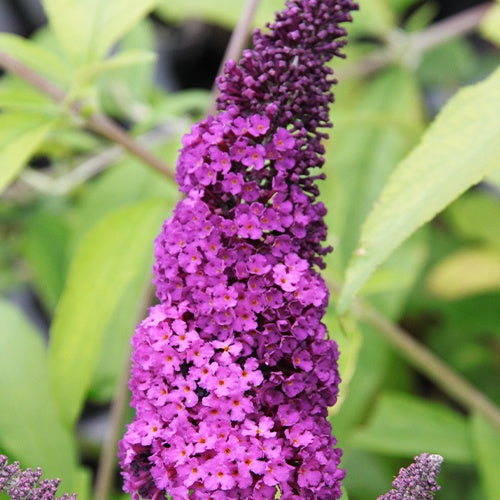 Buddleja davidii Royal Red - Arbre aux papillons Royal Red - Arbres aux papillons