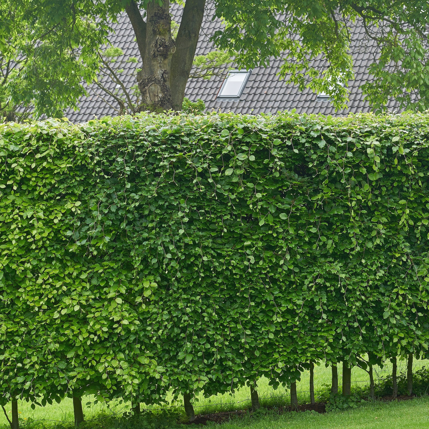 Arbustes de haie - Haie de hêtre commun - Fagus sylvatica