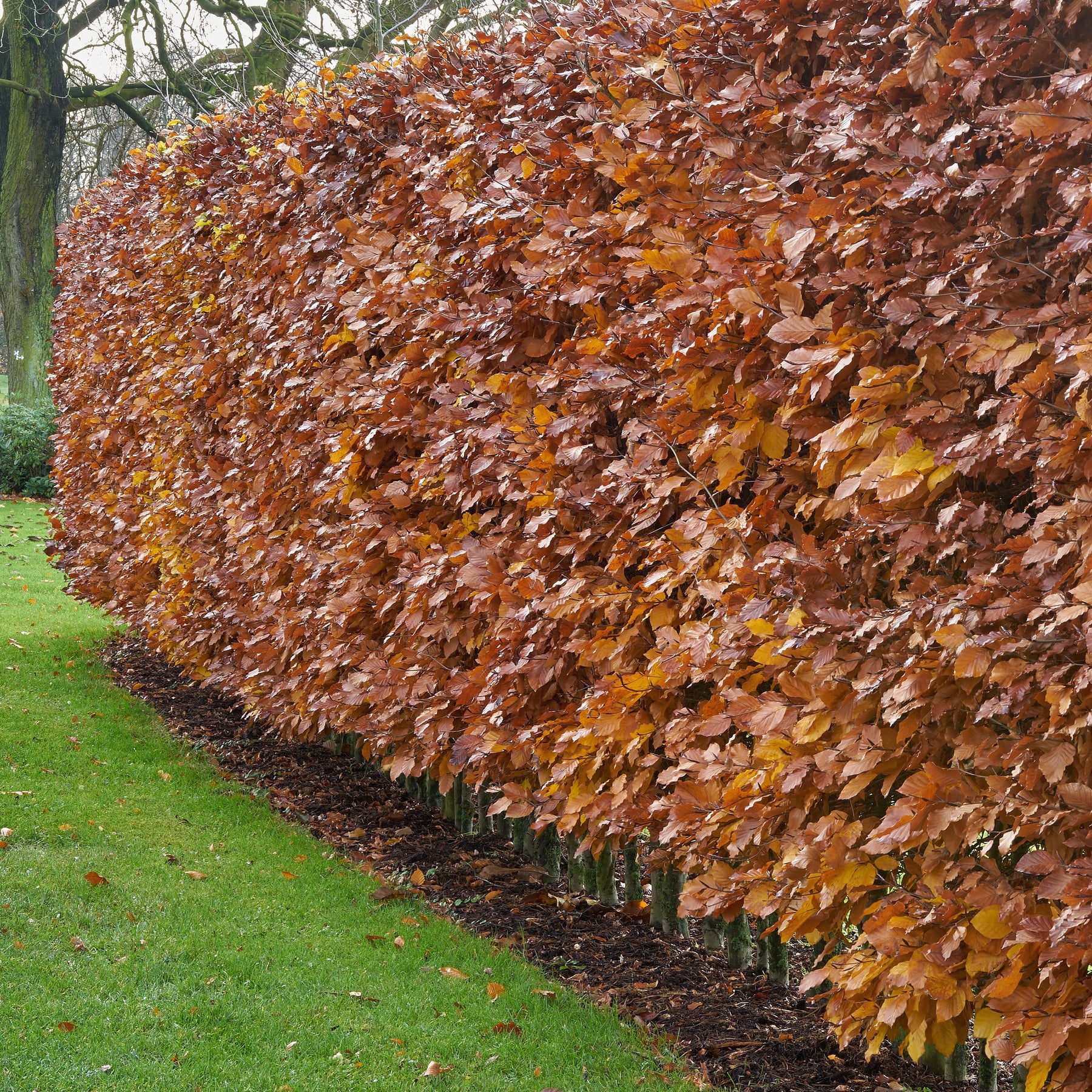 Fagus sylvatica - Haie de hêtre commun - Arbustes de haie