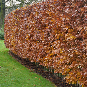 Fagus sylvatica - Haie de hêtre commun - Arbustes de haie