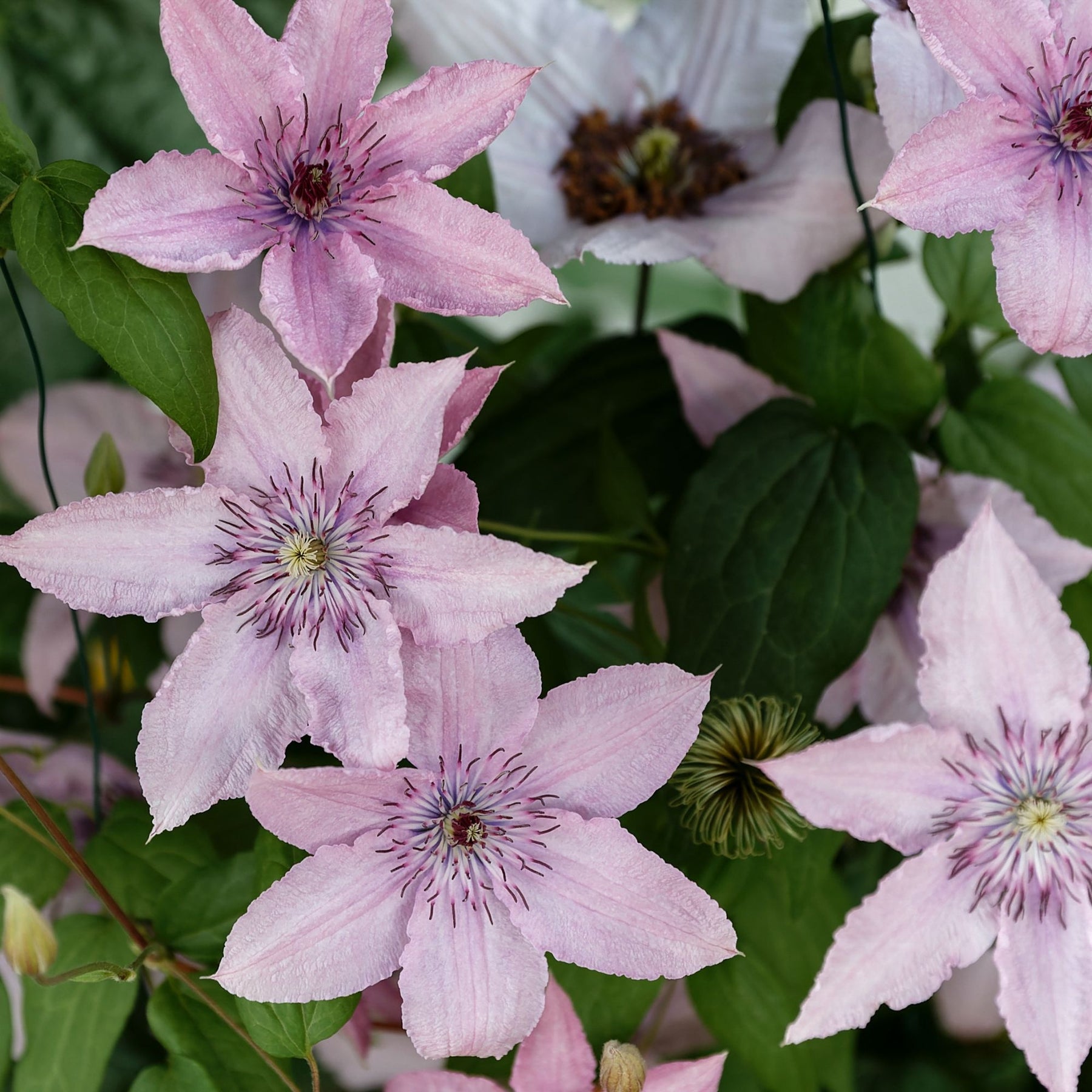 Clématite Hagley Hybrid - Willemse