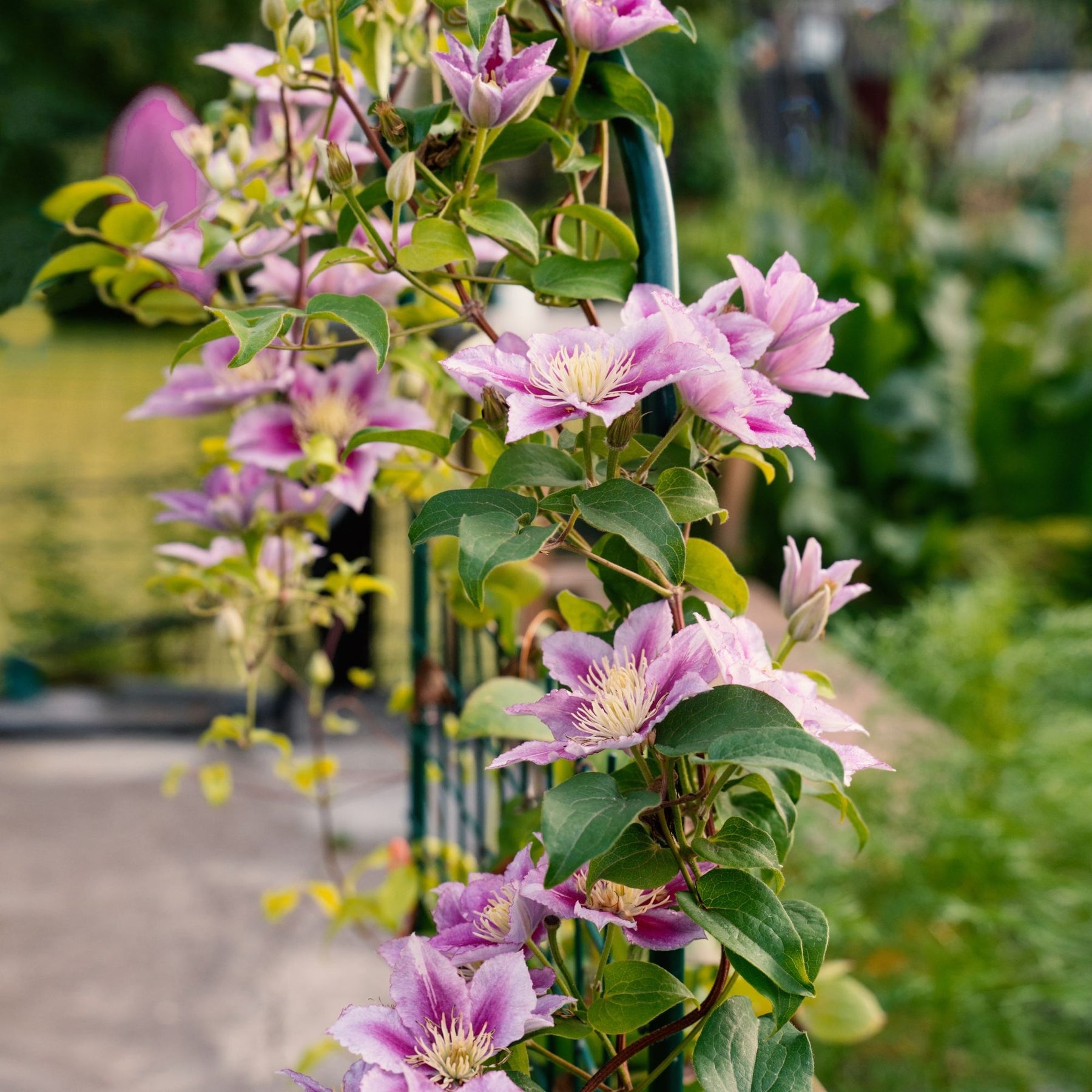 Clematis patens Piilu - Clématite Piilu - Clématites