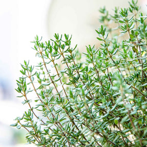 Thym d´été - Thymus vulgaris - Willemse
