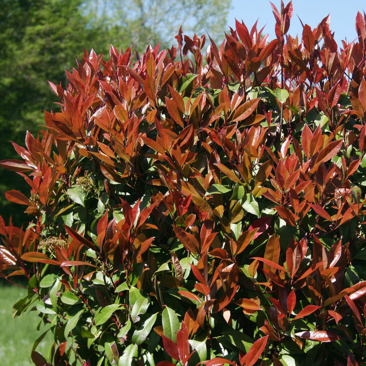 Photinia Red Robin - Willemse