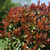 Photinia Red Robin - Willemse