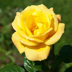 Rosier buisson Arthur Bell - Willemse