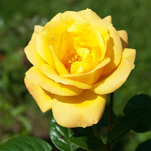 Rosier buisson Arthur Bell - Willemse