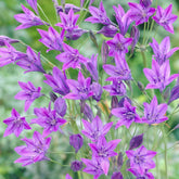 100 Triteleia Queen Fabiola - Willemse