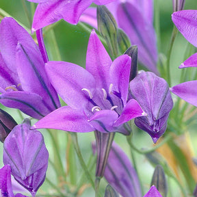 100 Triteleia Queen Fabiola - Triteleia ixioides 'queen fabiola' - Willemse