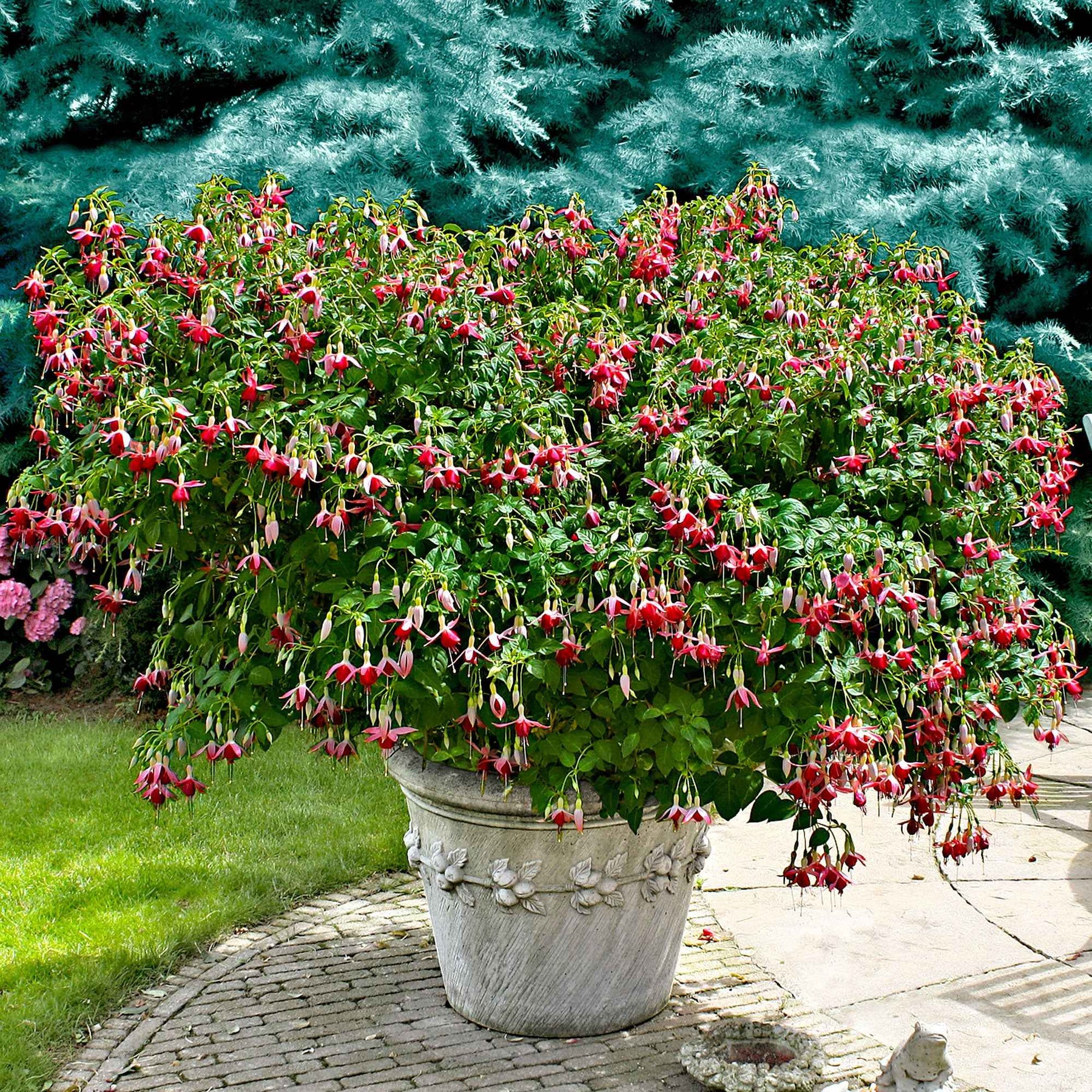 3 Fuchsias Celia Smedley - Fuchsia Celia Smedley - Willemse