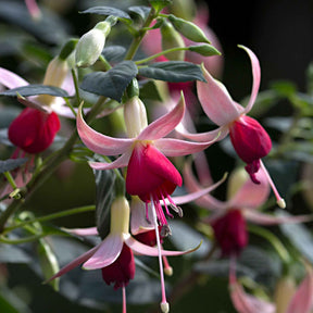 3 Fuchsias Celia Smedley - Willemse