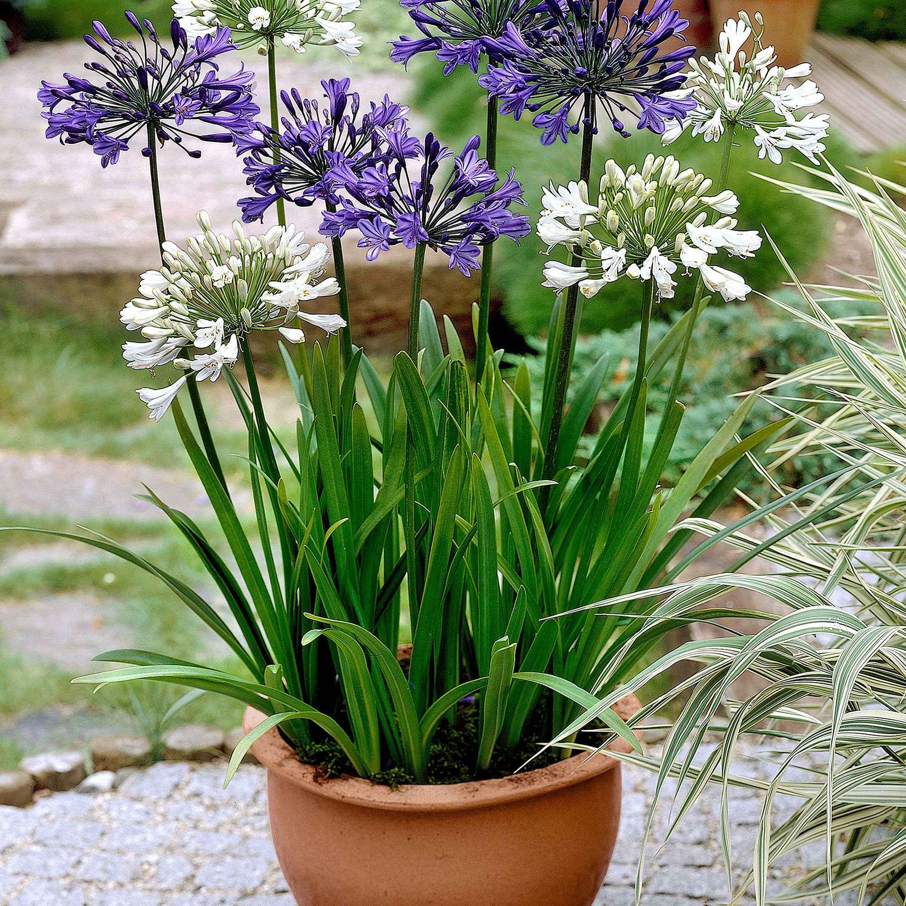 Agapanthes - 3 Agapanthes violettes et blanche en mélange - Agapanthus
