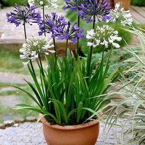 Agapanthes - 3 Agapanthes violettes et blanche en mélange - Agapanthus