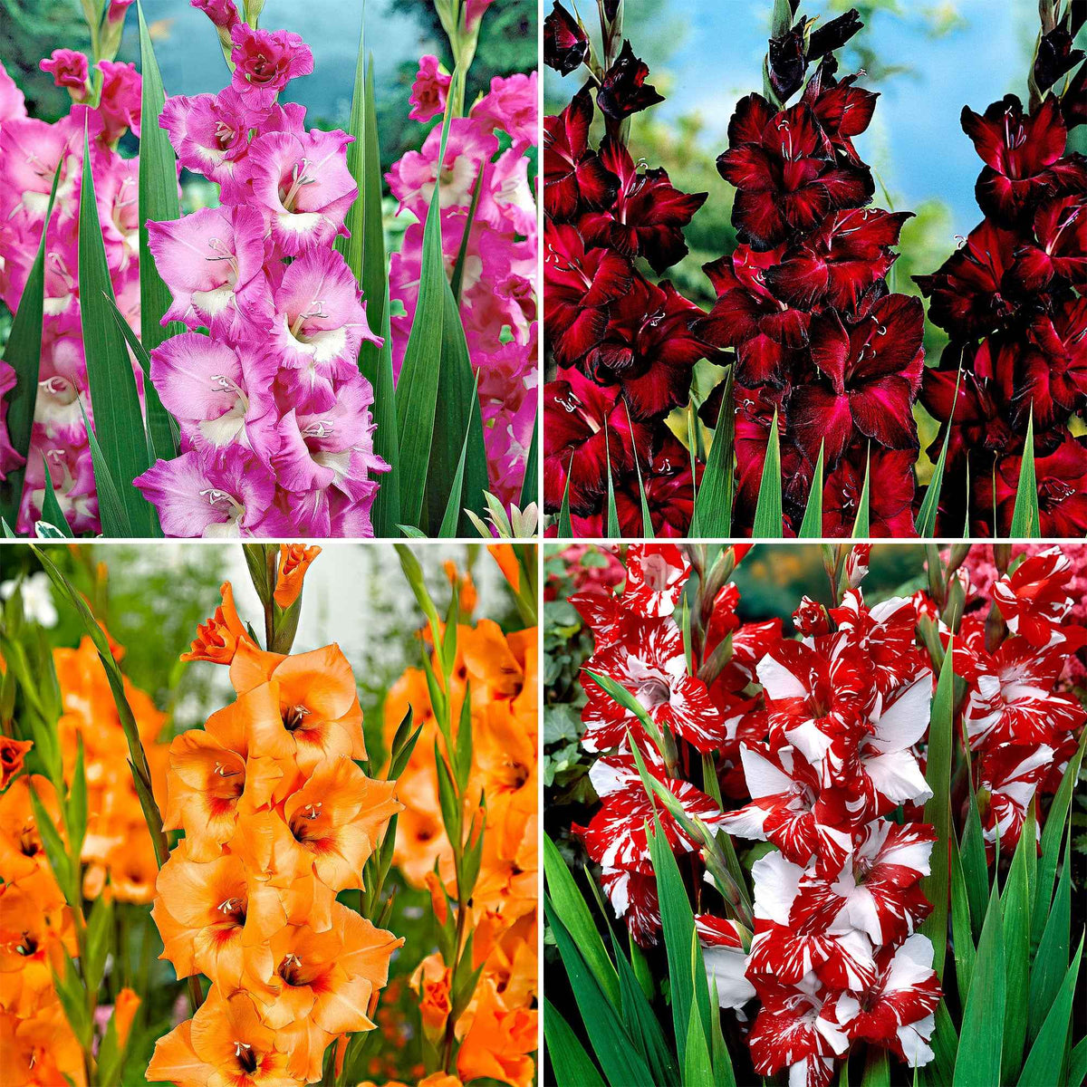 40 Glaïeuls à grandes fleurs Vivre en mélange - Willemse