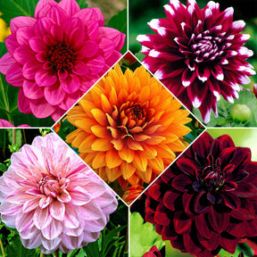 5 Dahlias à grandes fleurs en mélange - Willemse