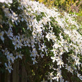Clématite montana Grandiflora - Willemse