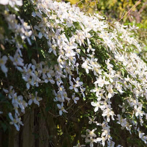 Clématite montana Grandiflora - Willemse