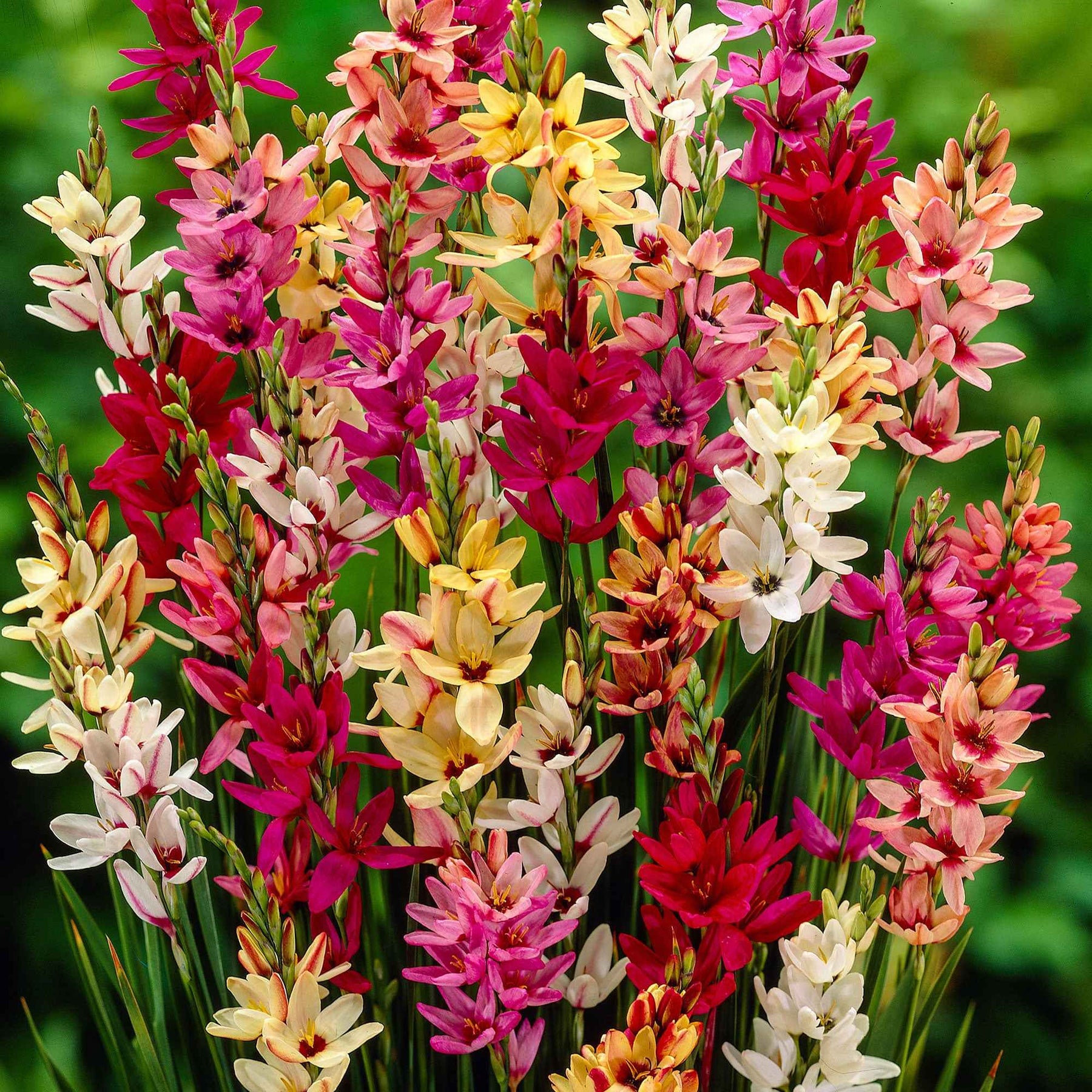 Ixias en mélange - Ixia - Willemse