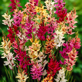 Ixias en mélange - Ixia - Willemse