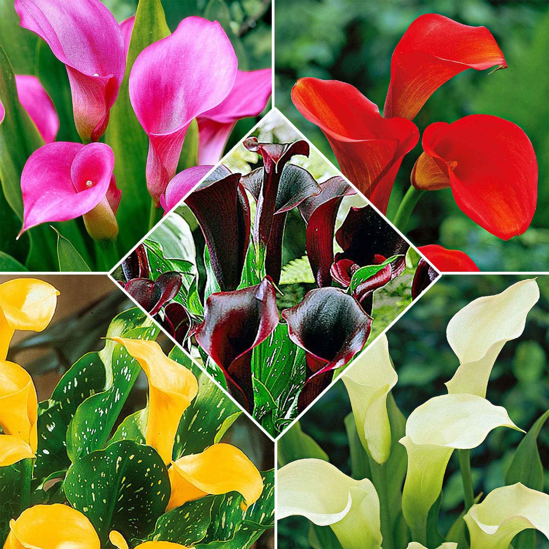 5 Arums en mélange - Willemse