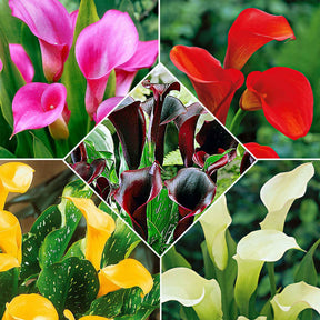 5 Arums en mélange - Willemse