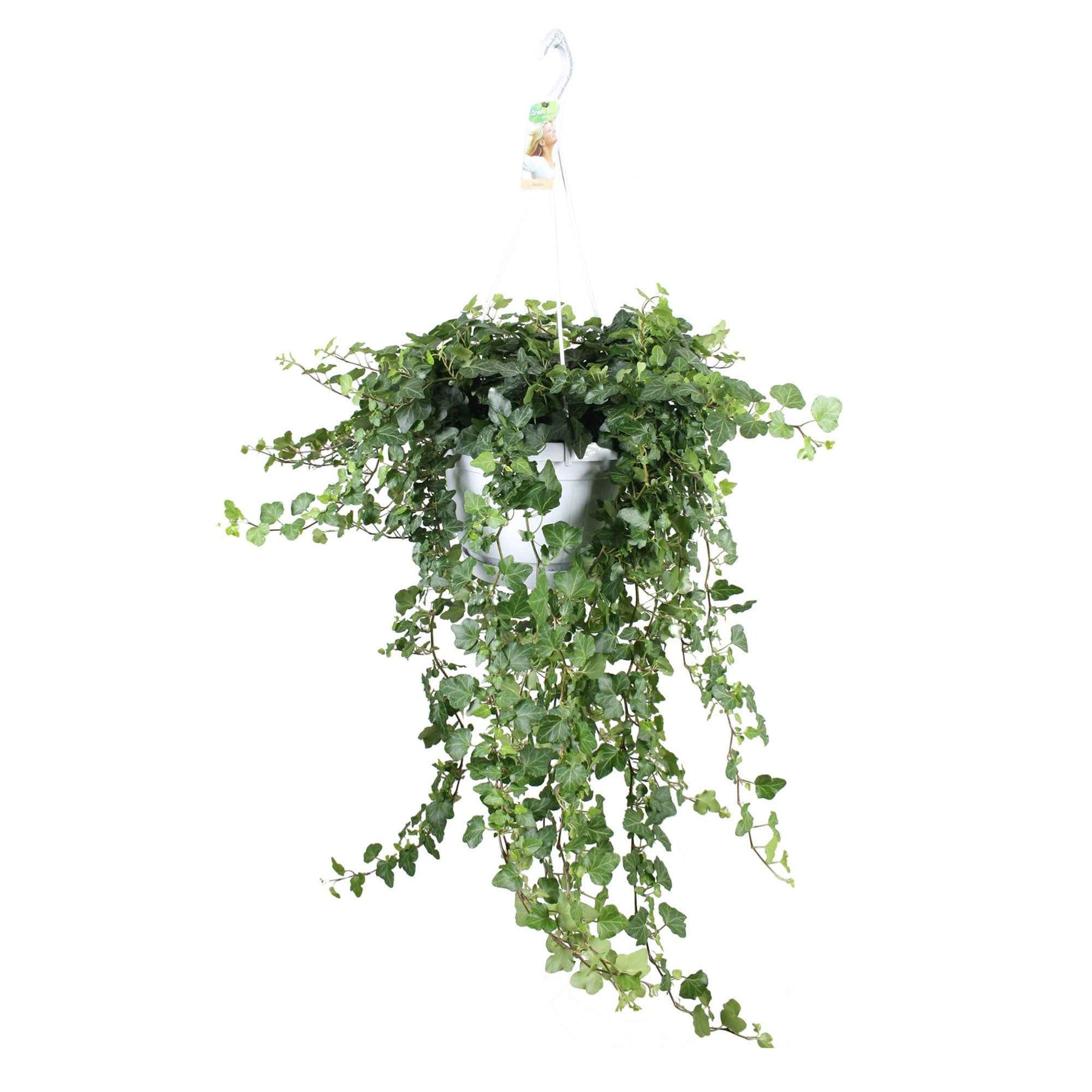 Lierre commun Wonder - Hedera helix wonder - Willemse