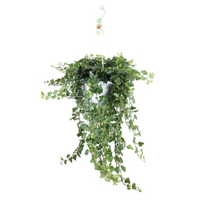 Lierre commun Wonder - Hedera helix wonder - Willemse