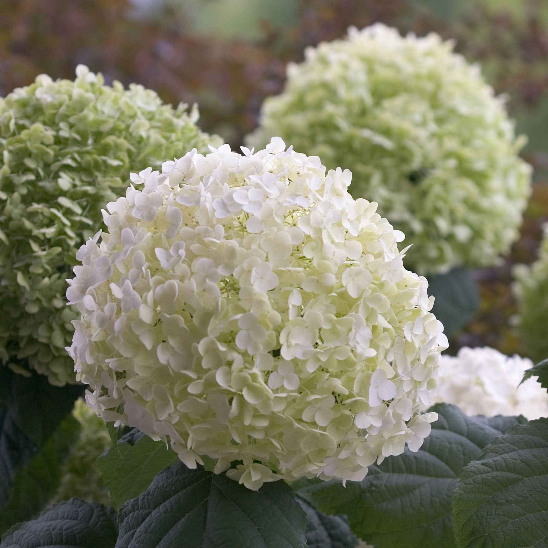 Hydrangea arborescens 'strong annabelle' - Hortensia Strong Annabelle - Hortensias